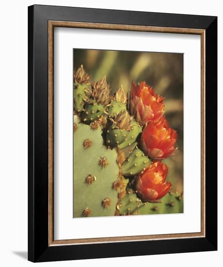 Prickly Pear Cactus in Bloom, Arizona-Sonora Desert Museum, Tucson, Arizona, USA-Merrill Images-Framed Photographic Print