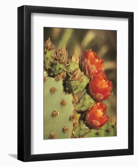 Prickly Pear Cactus in Bloom, Arizona-Sonora Desert Museum, Tucson, Arizona, USA-Merrill Images-Framed Photographic Print