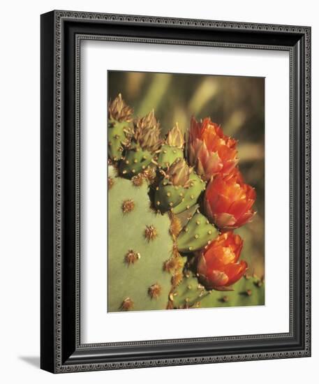 Prickly Pear Cactus in Bloom, Arizona-Sonora Desert Museum, Tucson, Arizona, USA-Merrill Images-Framed Photographic Print