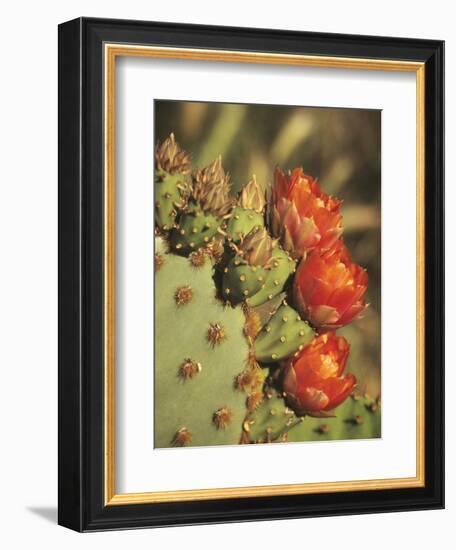 Prickly Pear Cactus in Bloom, Arizona-Sonora Desert Museum, Tucson, Arizona, USA-Merrill Images-Framed Photographic Print