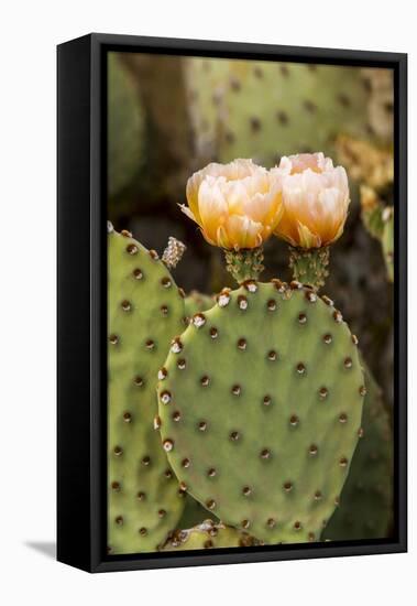 Prickly Pear Cactus in Bloom in Big Bend National Park, Texas, Usa-Chuck Haney-Framed Premier Image Canvas