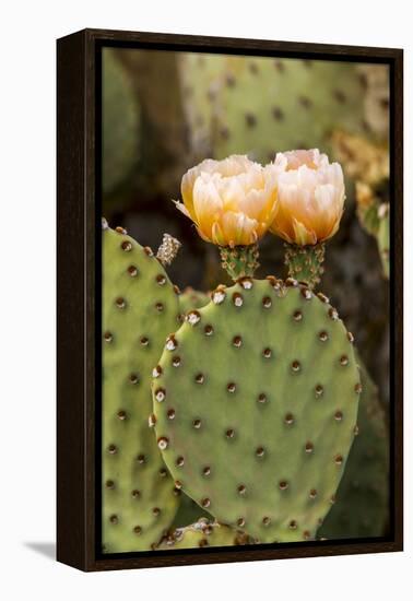 Prickly Pear Cactus in Bloom in Big Bend National Park, Texas, Usa-Chuck Haney-Framed Premier Image Canvas