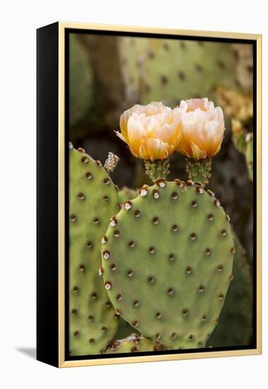 Prickly Pear Cactus in Bloom in Big Bend National Park, Texas, Usa-Chuck Haney-Framed Premier Image Canvas