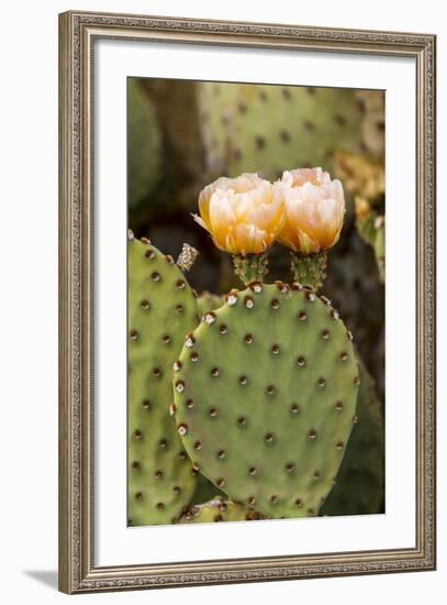 Prickly Pear Cactus in Bloom in Big Bend National Park, Texas, Usa-Chuck Haney-Framed Photographic Print