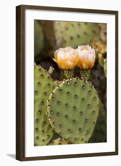 Prickly Pear Cactus in Bloom in Big Bend National Park, Texas, Usa-Chuck Haney-Framed Photographic Print