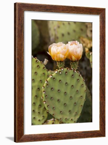 Prickly Pear Cactus in Bloom in Big Bend National Park, Texas, Usa-Chuck Haney-Framed Photographic Print