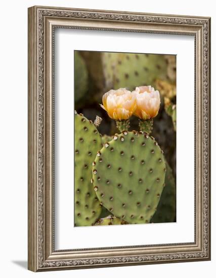 Prickly Pear Cactus in Bloom in Big Bend National Park, Texas, Usa-Chuck Haney-Framed Photographic Print