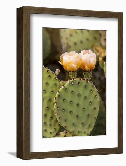 Prickly Pear Cactus in Bloom in Big Bend National Park, Texas, Usa-Chuck Haney-Framed Photographic Print