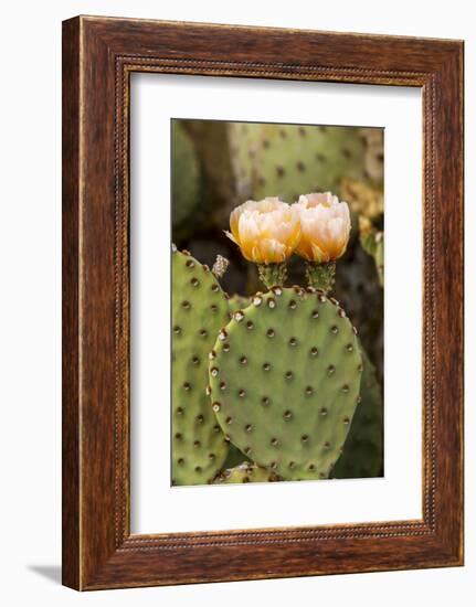 Prickly Pear Cactus in Bloom in Big Bend National Park, Texas, Usa-Chuck Haney-Framed Photographic Print