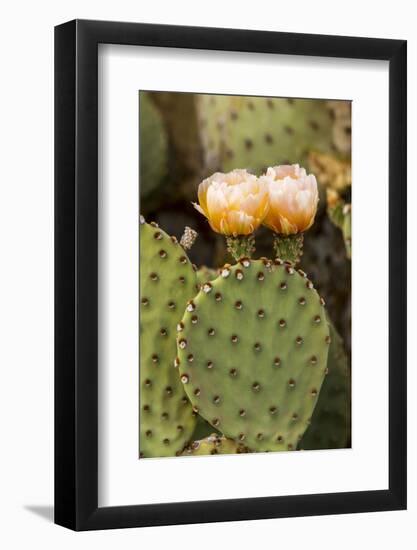 Prickly Pear Cactus in Bloom in Big Bend National Park, Texas, Usa-Chuck Haney-Framed Photographic Print