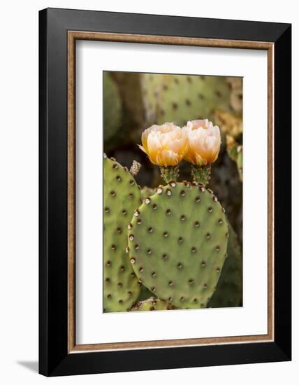 Prickly Pear Cactus in Bloom in Big Bend National Park, Texas, Usa-Chuck Haney-Framed Photographic Print