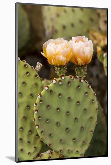 Prickly Pear Cactus in Bloom in Big Bend National Park, Texas, Usa-Chuck Haney-Mounted Photographic Print