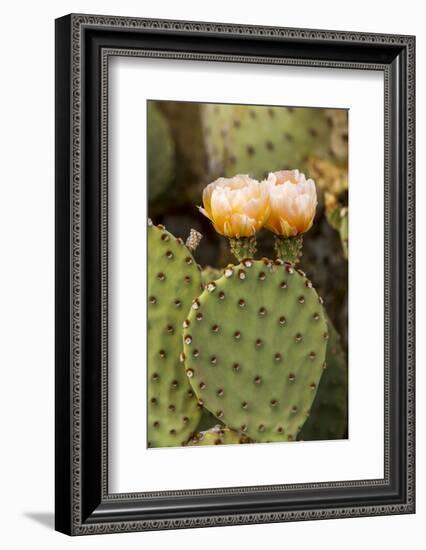 Prickly Pear Cactus in Bloom in Big Bend National Park, Texas, Usa-Chuck Haney-Framed Photographic Print