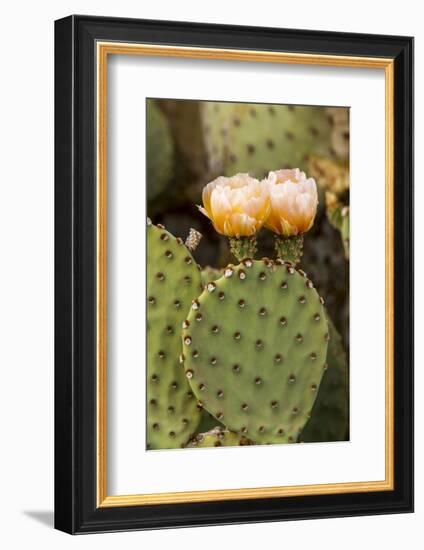 Prickly Pear Cactus in Bloom in Big Bend National Park, Texas, Usa-Chuck Haney-Framed Photographic Print