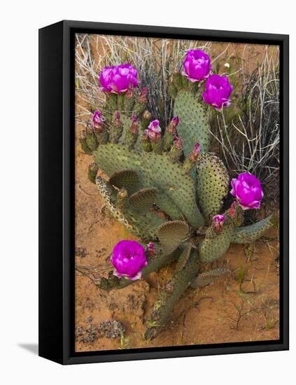 Prickly Pear Cactus, in Bloom, Valley of Fire State Park, Nevada, USA-Michel Hersen-Framed Premier Image Canvas