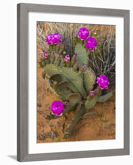 Prickly Pear Cactus, in Bloom, Valley of Fire State Park, Nevada, USA-Michel Hersen-Framed Photographic Print