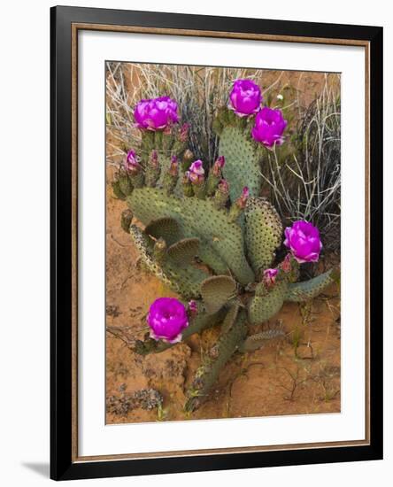 Prickly Pear Cactus, in Bloom, Valley of Fire State Park, Nevada, USA-Michel Hersen-Framed Photographic Print