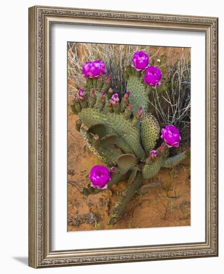 Prickly Pear Cactus, in Bloom, Valley of Fire State Park, Nevada, USA-Michel Hersen-Framed Photographic Print