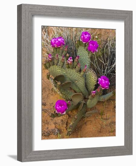 Prickly Pear Cactus, in Bloom, Valley of Fire State Park, Nevada, USA-Michel Hersen-Framed Photographic Print