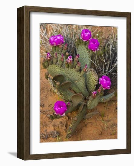 Prickly Pear Cactus, in Bloom, Valley of Fire State Park, Nevada, USA-Michel Hersen-Framed Photographic Print