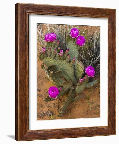 Prickly Pear Cactus, in Bloom, Valley of Fire State Park, Nevada, USA-Michel Hersen-Framed Photographic Print