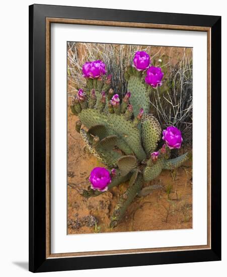 Prickly Pear Cactus, in Bloom, Valley of Fire State Park, Nevada, USA-Michel Hersen-Framed Photographic Print