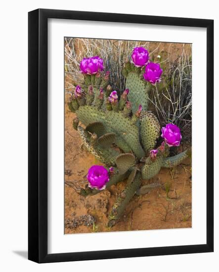 Prickly Pear Cactus, in Bloom, Valley of Fire State Park, Nevada, USA-Michel Hersen-Framed Photographic Print