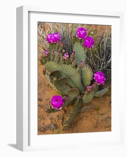 Prickly Pear Cactus, in Bloom, Valley of Fire State Park, Nevada, USA-Michel Hersen-Framed Photographic Print