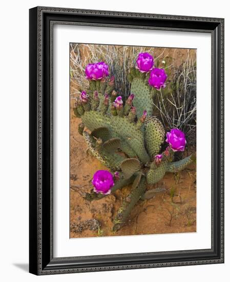 Prickly Pear Cactus, in Bloom, Valley of Fire State Park, Nevada, USA-Michel Hersen-Framed Photographic Print