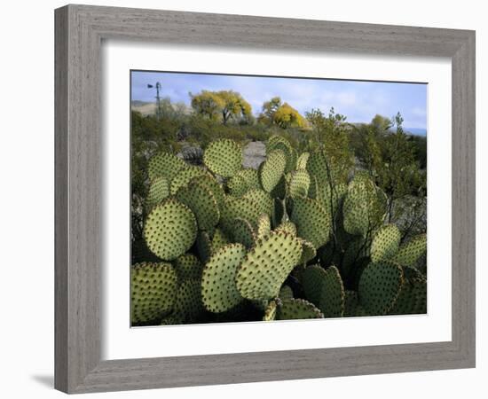 Prickly Pear Cactus Near Willows & Windmill at Dugout Well, Big Bend National Park, Texas, USA-Scott T. Smith-Framed Photographic Print