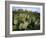 Prickly Pear Cactus Near Willows & Windmill at Dugout Well, Big Bend National Park, Texas, USA-Scott T. Smith-Framed Photographic Print