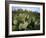 Prickly Pear Cactus Near Willows & Windmill at Dugout Well, Big Bend National Park, Texas, USA-Scott T. Smith-Framed Photographic Print