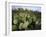 Prickly Pear Cactus Near Willows & Windmill at Dugout Well, Big Bend National Park, Texas, USA-Scott T. Smith-Framed Photographic Print