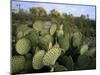 Prickly Pear Cactus Near Willows & Windmill at Dugout Well, Big Bend National Park, Texas, USA-Scott T. Smith-Mounted Photographic Print