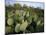 Prickly Pear Cactus Near Willows & Windmill at Dugout Well, Big Bend National Park, Texas, USA-Scott T. Smith-Mounted Photographic Print