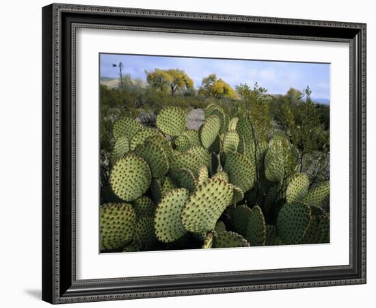 Prickly Pear Cactus Near Willows & Windmill at Dugout Well, Big Bend National Park, Texas, USA-Scott T. Smith-Framed Photographic Print