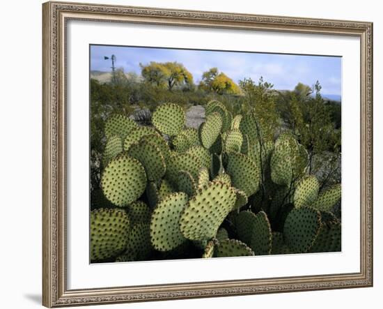 Prickly Pear Cactus Near Willows & Windmill at Dugout Well, Big Bend National Park, Texas, USA-Scott T. Smith-Framed Photographic Print