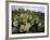 Prickly Pear Cactus Near Willows & Windmill at Dugout Well, Big Bend National Park, Texas, USA-Scott T. Smith-Framed Photographic Print