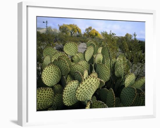 Prickly Pear Cactus Near Willows & Windmill at Dugout Well, Big Bend National Park, Texas, USA-Scott T. Smith-Framed Photographic Print