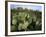 Prickly Pear Cactus Near Willows & Windmill at Dugout Well, Big Bend National Park, Texas, USA-Scott T. Smith-Framed Photographic Print