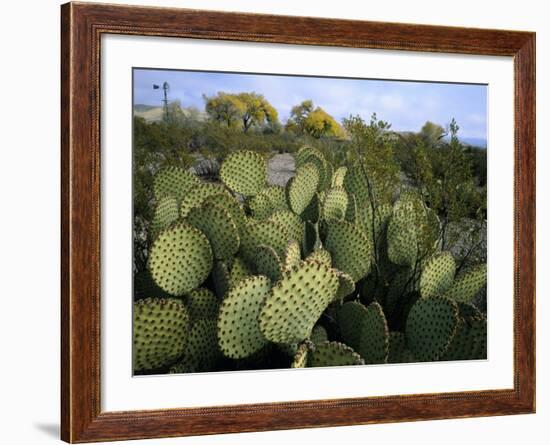 Prickly Pear Cactus Near Willows & Windmill at Dugout Well, Big Bend National Park, Texas, USA-Scott T. Smith-Framed Photographic Print