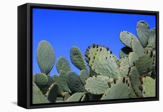 Prickly Pear Cactus (Opuntia Ficus-Indica, also known as Indian Fig Opuntia, Barbary Fig, Spineless-Zibedik-Framed Premier Image Canvas