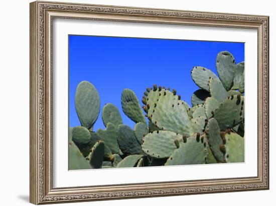 Prickly Pear Cactus (Opuntia Ficus-Indica, also known as Indian Fig Opuntia, Barbary Fig, Spineless-Zibedik-Framed Photographic Print