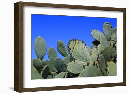 Prickly Pear Cactus (Opuntia Ficus-Indica, also known as Indian Fig Opuntia, Barbary Fig, Spineless-Zibedik-Framed Photographic Print