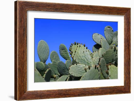 Prickly Pear Cactus (Opuntia Ficus-Indica, also known as Indian Fig Opuntia, Barbary Fig, Spineless-Zibedik-Framed Photographic Print