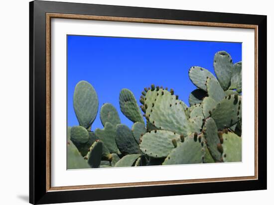 Prickly Pear Cactus (Opuntia Ficus-Indica, also known as Indian Fig Opuntia, Barbary Fig, Spineless-Zibedik-Framed Photographic Print