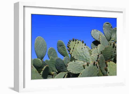 Prickly Pear Cactus (Opuntia Ficus-Indica, also known as Indian Fig Opuntia, Barbary Fig, Spineless-Zibedik-Framed Photographic Print