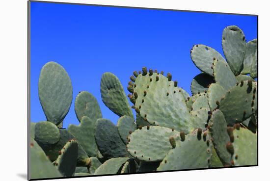 Prickly Pear Cactus (Opuntia Ficus-Indica, also known as Indian Fig Opuntia, Barbary Fig, Spineless-Zibedik-Mounted Photographic Print