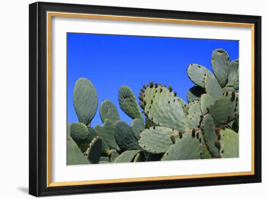 Prickly Pear Cactus (Opuntia Ficus-Indica, also known as Indian Fig Opuntia, Barbary Fig, Spineless-Zibedik-Framed Photographic Print