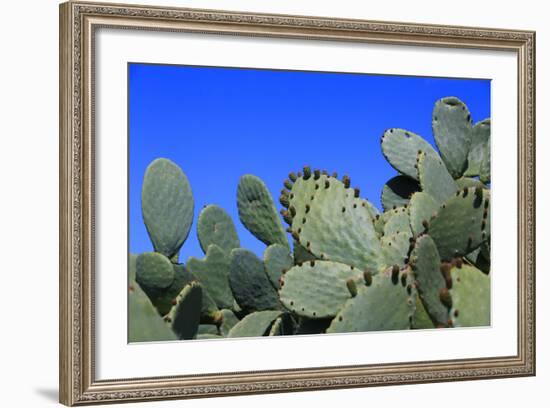 Prickly Pear Cactus (Opuntia Ficus-Indica, also known as Indian Fig Opuntia, Barbary Fig, Spineless-Zibedik-Framed Photographic Print